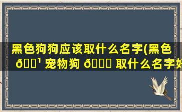 黑色狗狗应该取什么名字(黑色 🌹 宠物狗 🐛 取什么名字好)